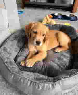 Golden retriever puppy for adoption