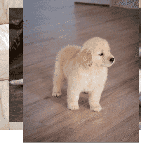 Golden Retriever Puppies for sale