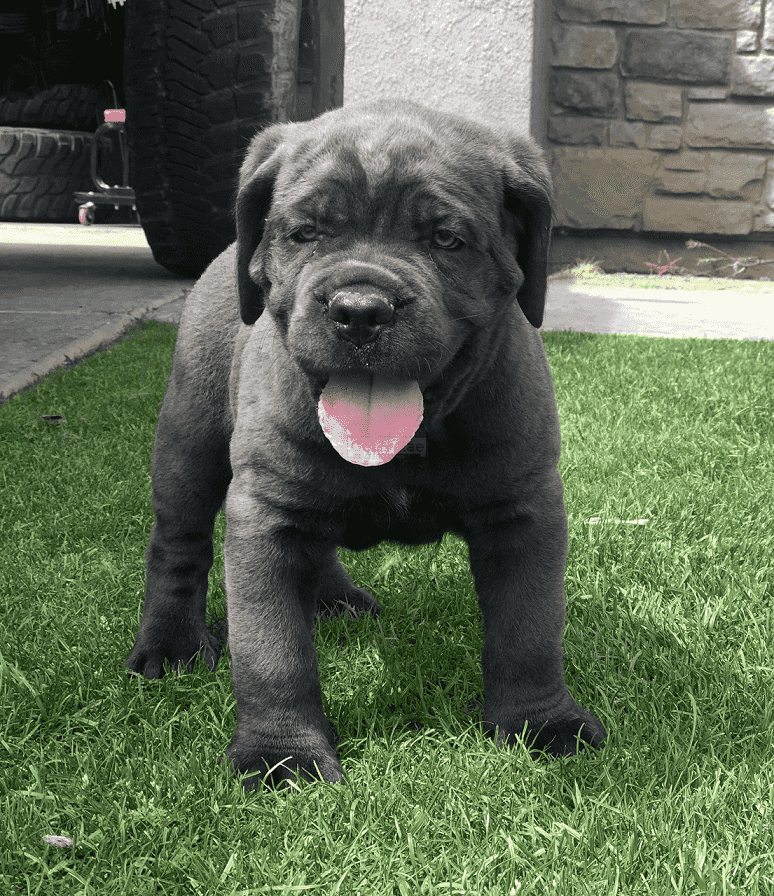 Cane Corso Puppies for sale