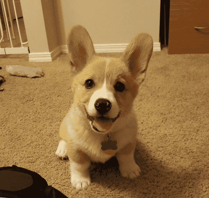 Pembroke Welsh Corgi Puppies for sale