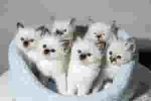 قطط سيامية أنيقة للبيع