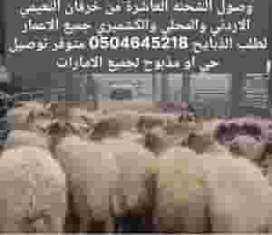 There is a quantity of Naimi sheep