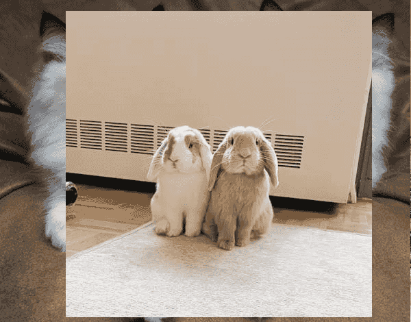 🐰 Holland Lop Rabbit-The Adorable Little Companion