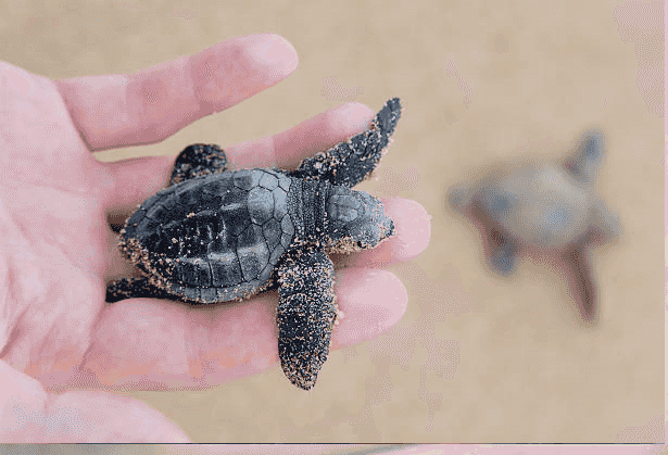 Hawksbill Turtle-The Ocean’s Beautiful Reef Guardian