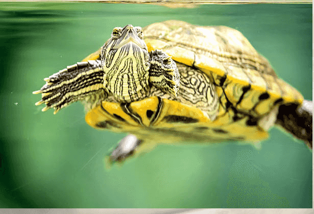 Gentle Sea Turtle-A Peaceful Traveler of the Ocean