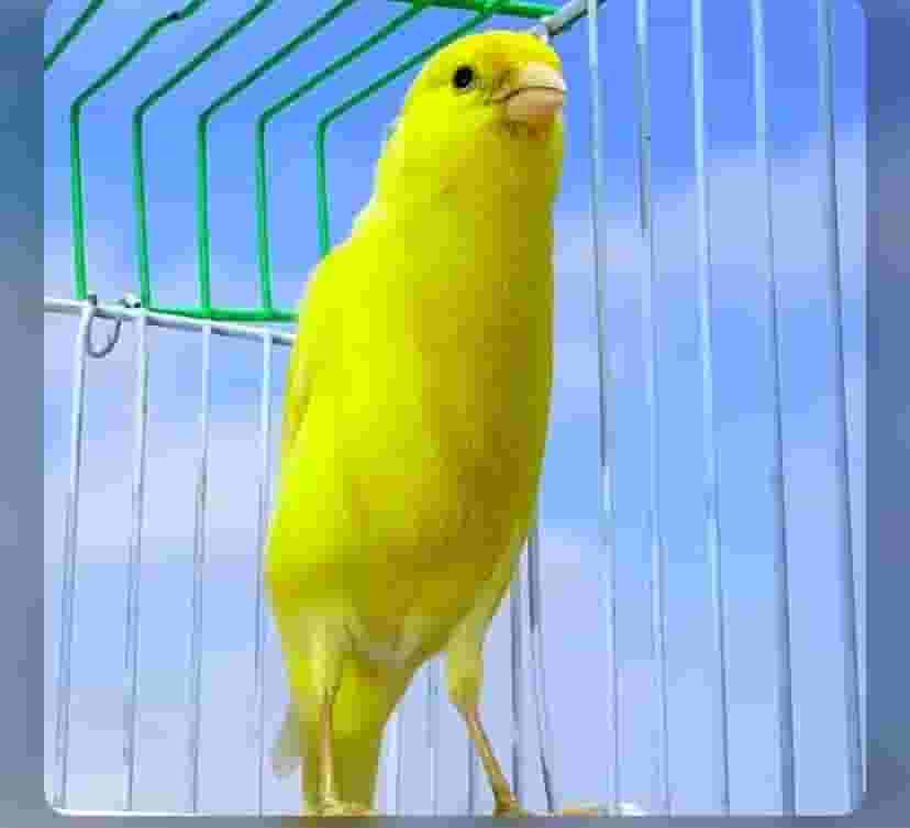 كناري مغرد