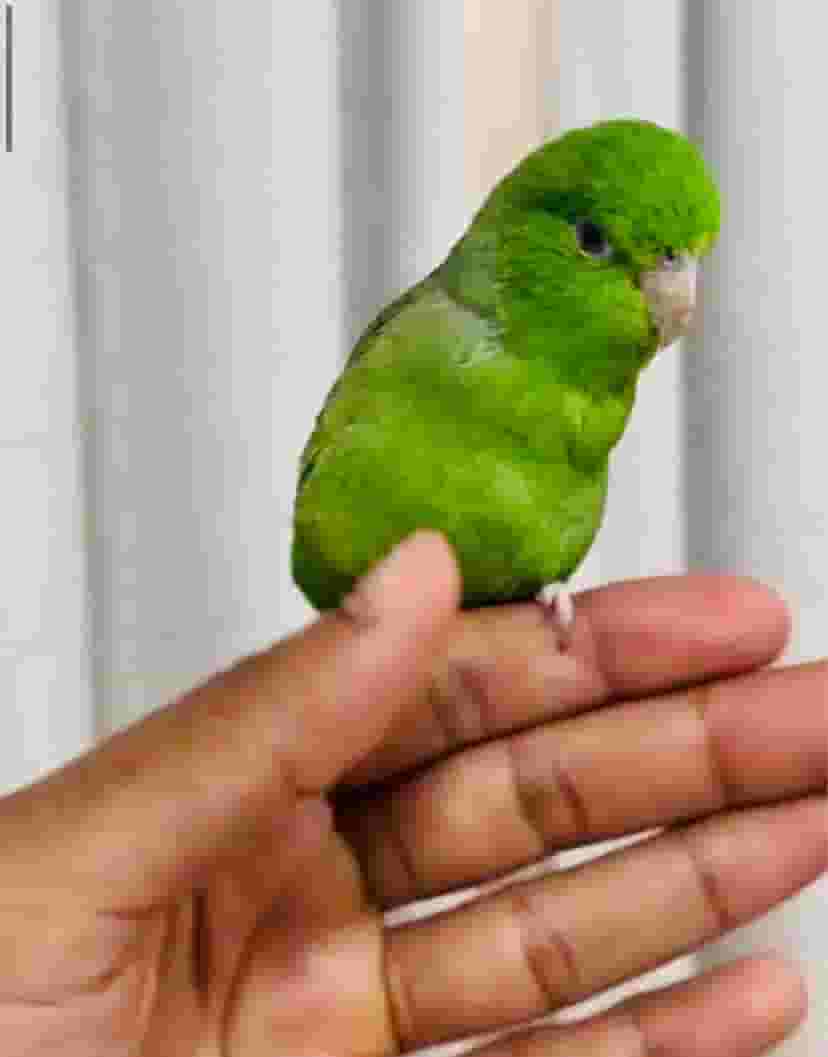بورتليت اليف