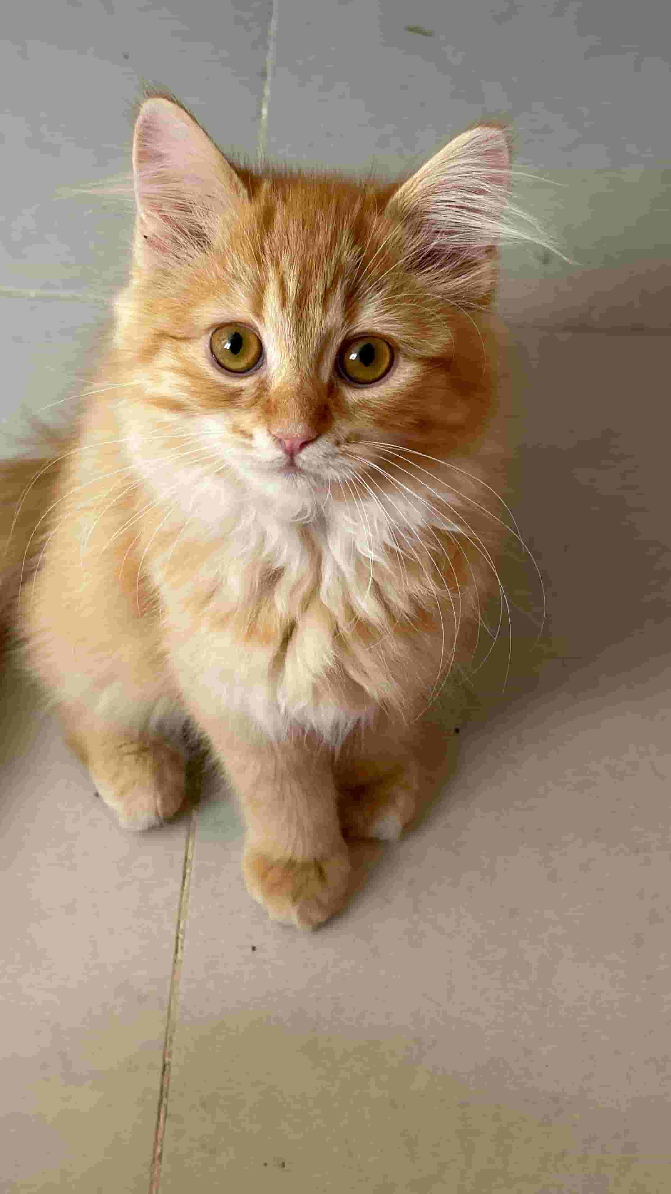 Charisian cats for sale that are three months old