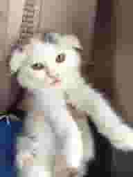 Scotchfold cats
Scottish Fold cats
