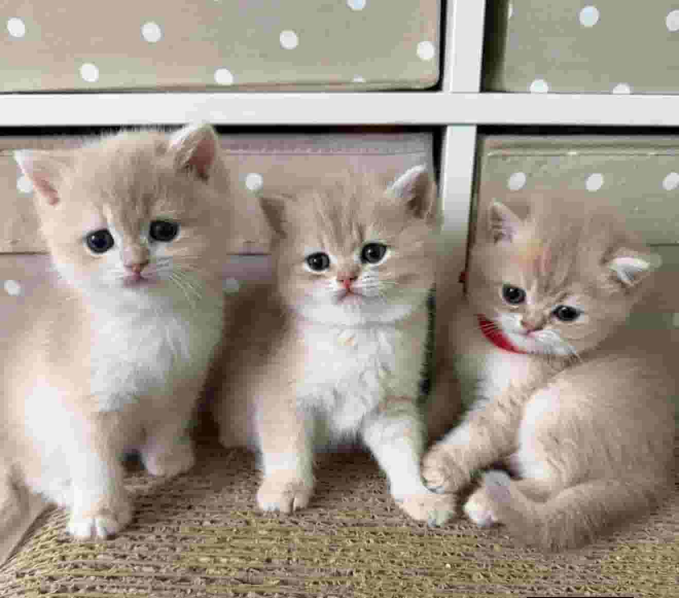 British shorthair kittens
