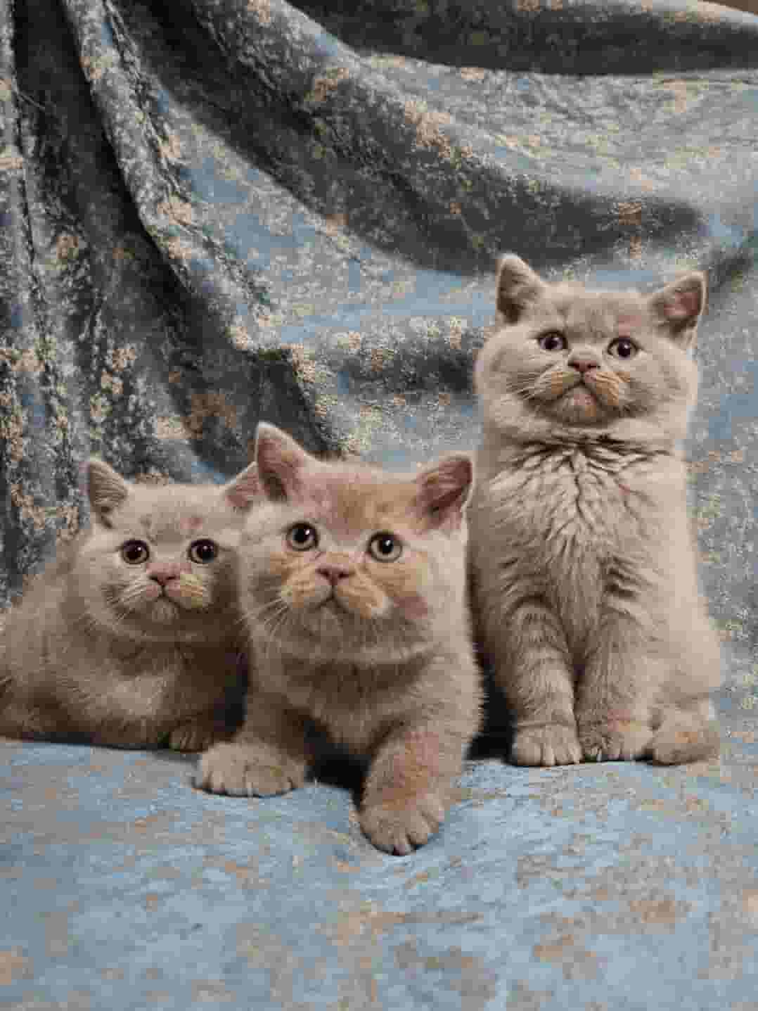 British shorthair kittens