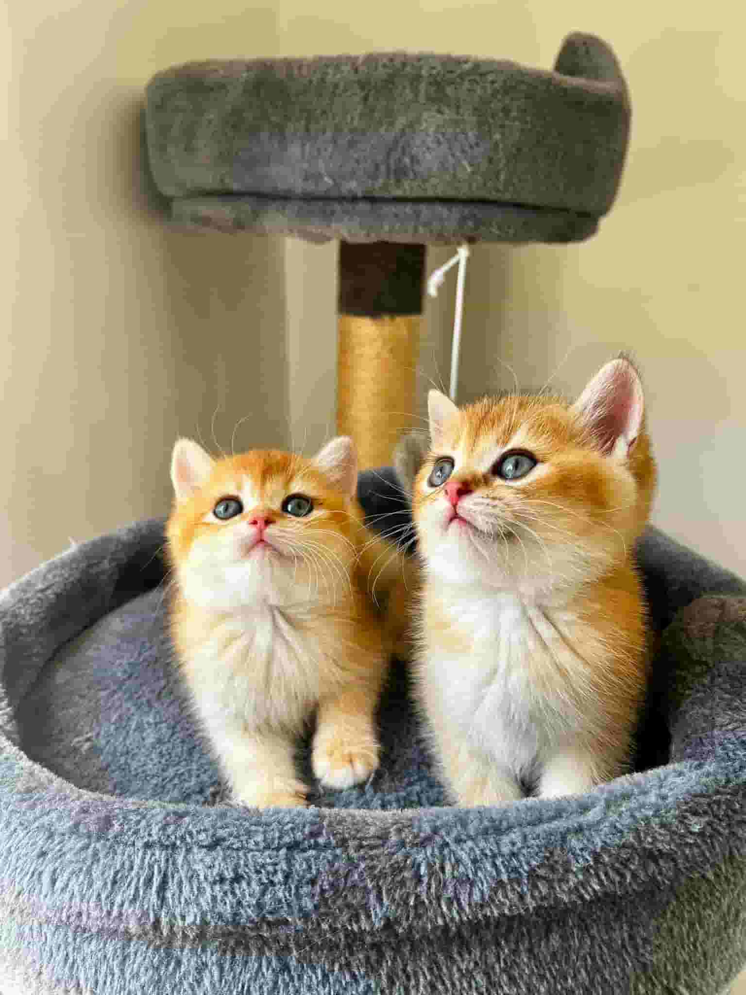 Munchkin kittens