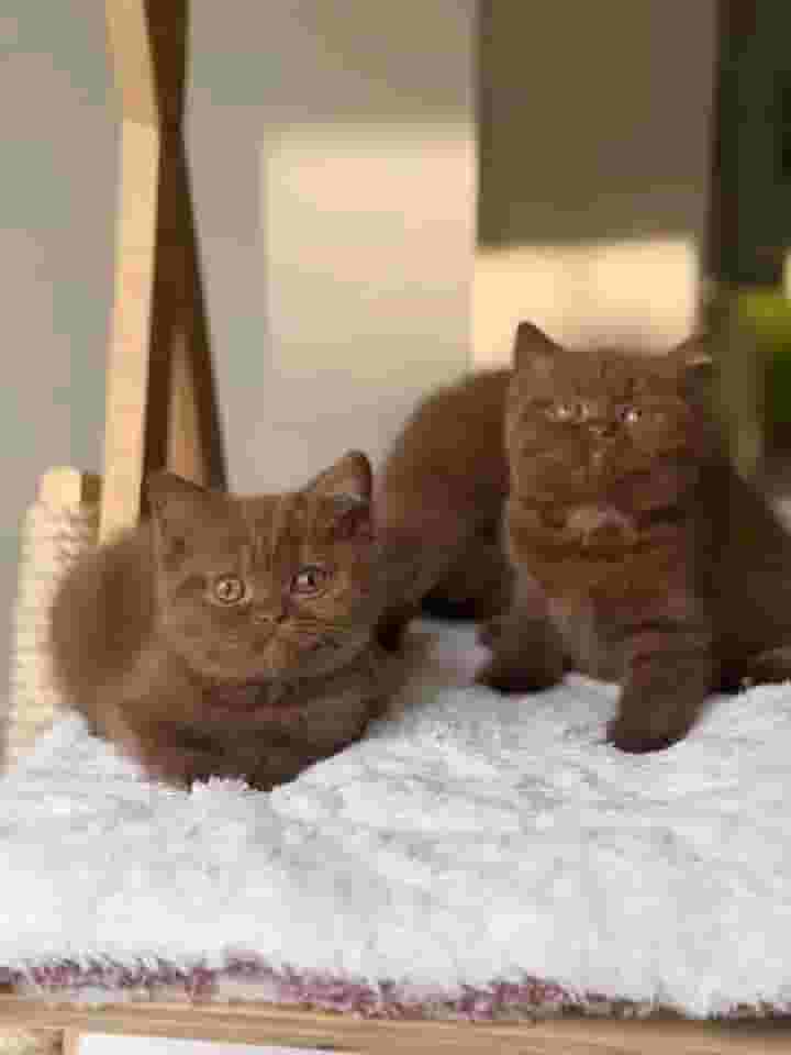 Chocolate British shorthair