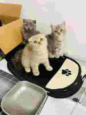 British shorthair kittens