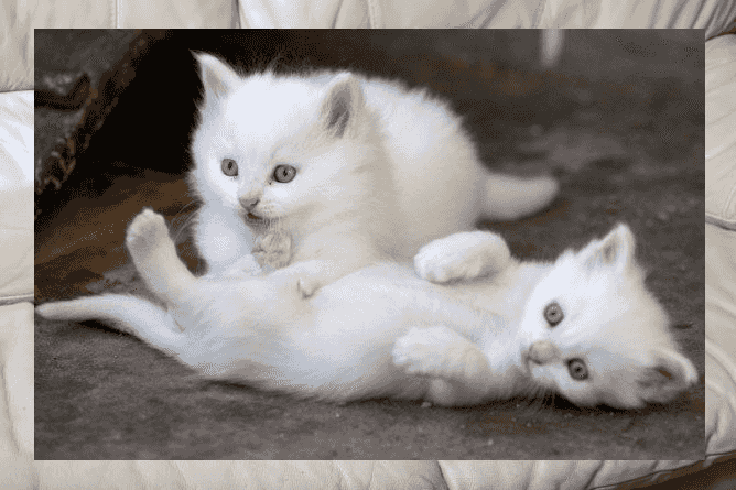 Turkish Angora Kittens for sale