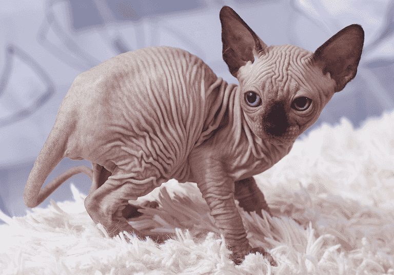 Sphynx Kittens Available now