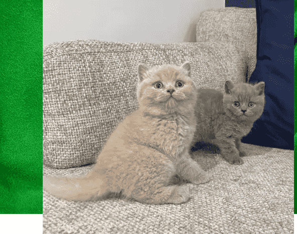 British Shorthair Kittens