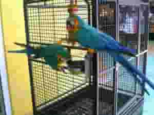 Healthy Blue and Gold Macaw Parrots for sale