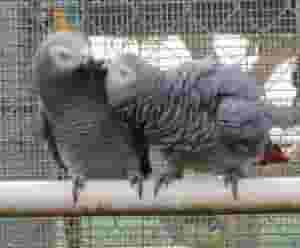Precious African Grey Parrots for sale
