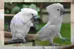 Cockatoo Parrots For Sale