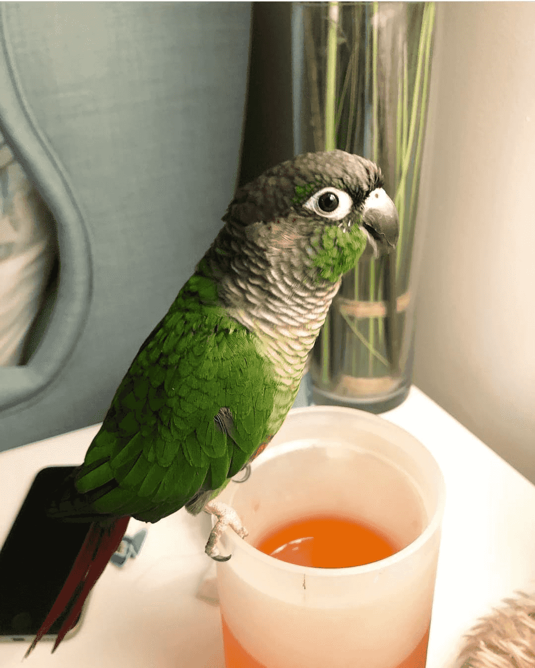 Green cheeked parakeet Parrots For Sale