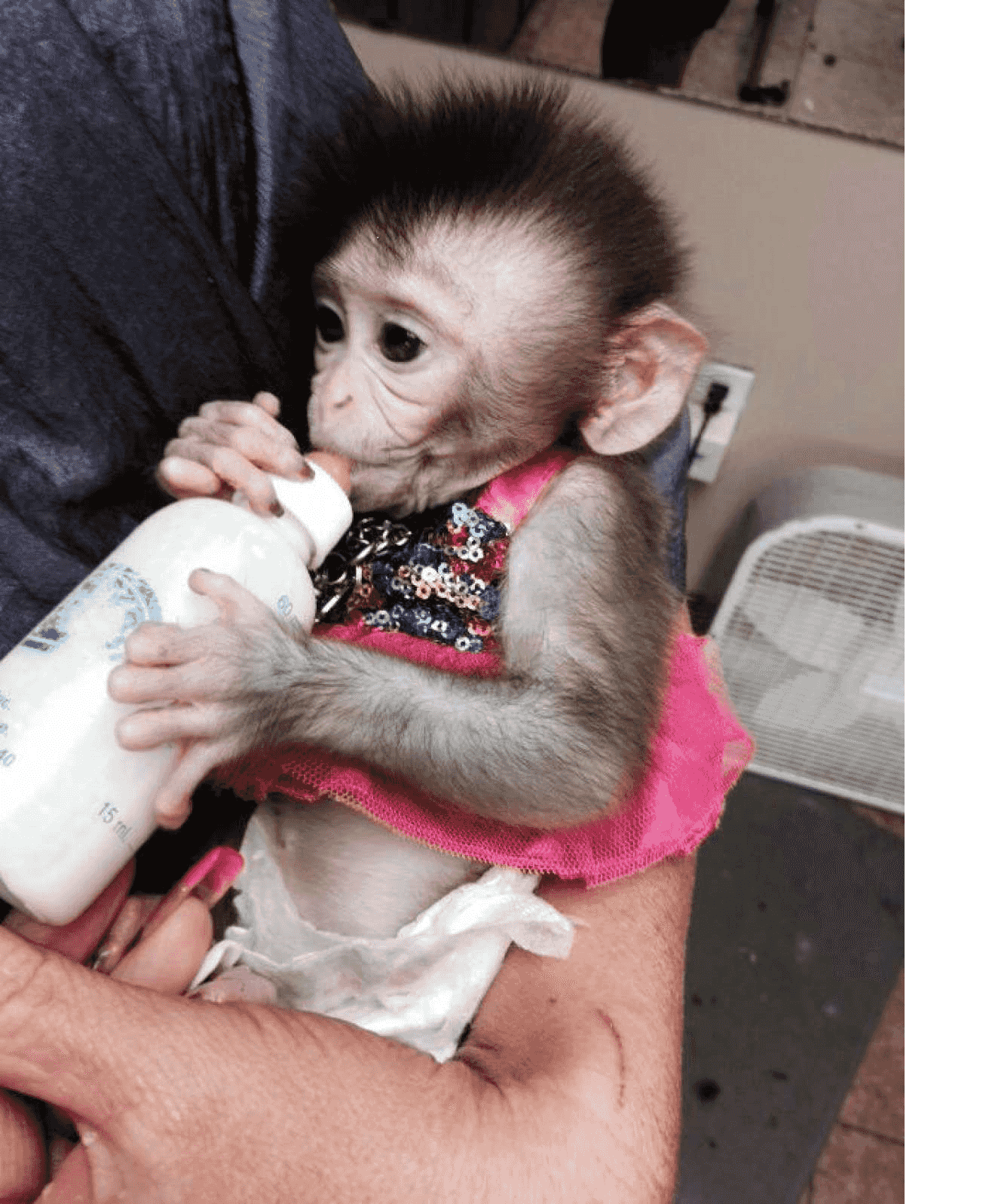 Cute Capuchin Monkeys for Sale