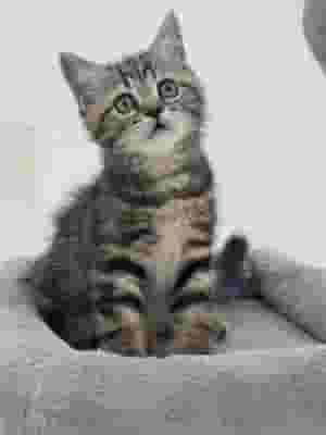 Adorable Brown Tabby Boy – Vaccinated & Ready for His New Home 🐾