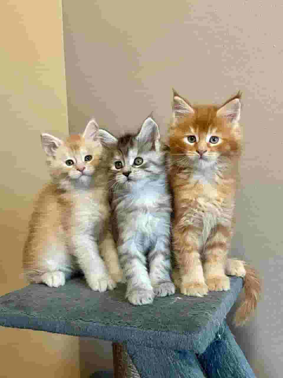 Mainecoon kittens free for adoption