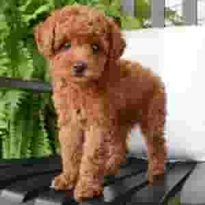 Pure breed Toy Poodle puppies for sale