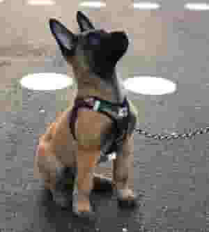 Belgian Malinois Puppies for sale