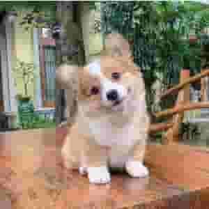 Pembroke Welsh Corgi Puppies for sale