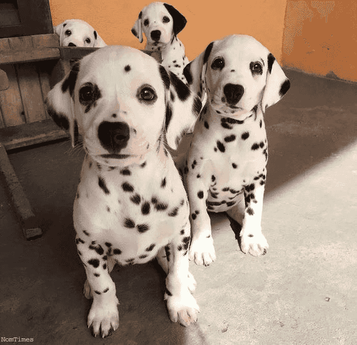 Male and Female Dalmatian Puppies
