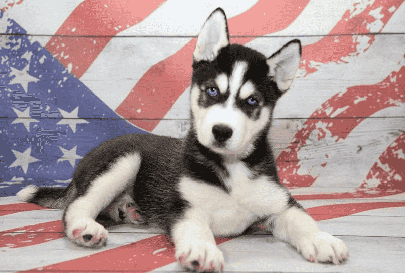 Siberian Husky puppies for sale