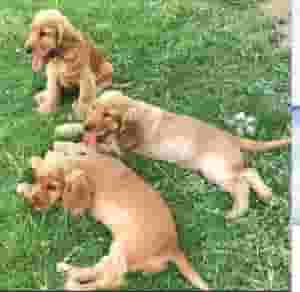 English Cocker Spaniel Puppies For Sale