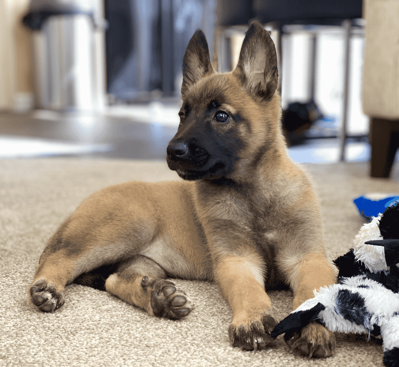 Belgian Malinois Puppies for sale