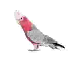 Jala's bird is alive, clean and has excellent health. Its size is medium
