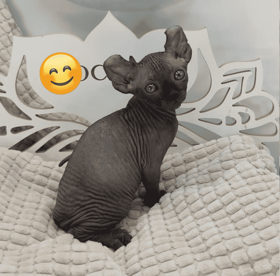 قطط Sphynx متوفرة الآن