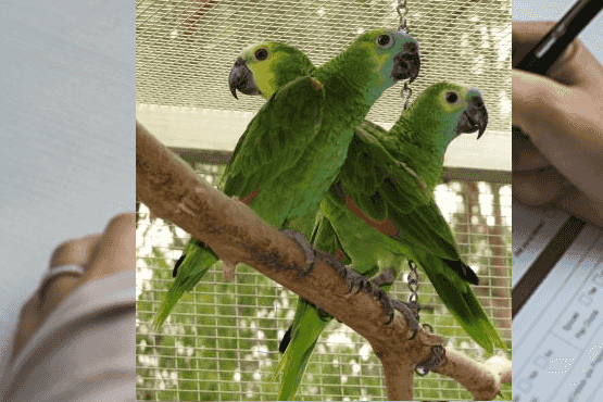 Amazon Parrots for sale