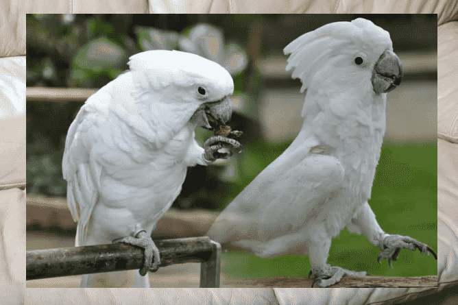 2 Cockatoo Parrots For Sale