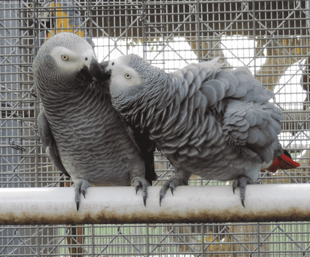 African Grey Parrots for sale