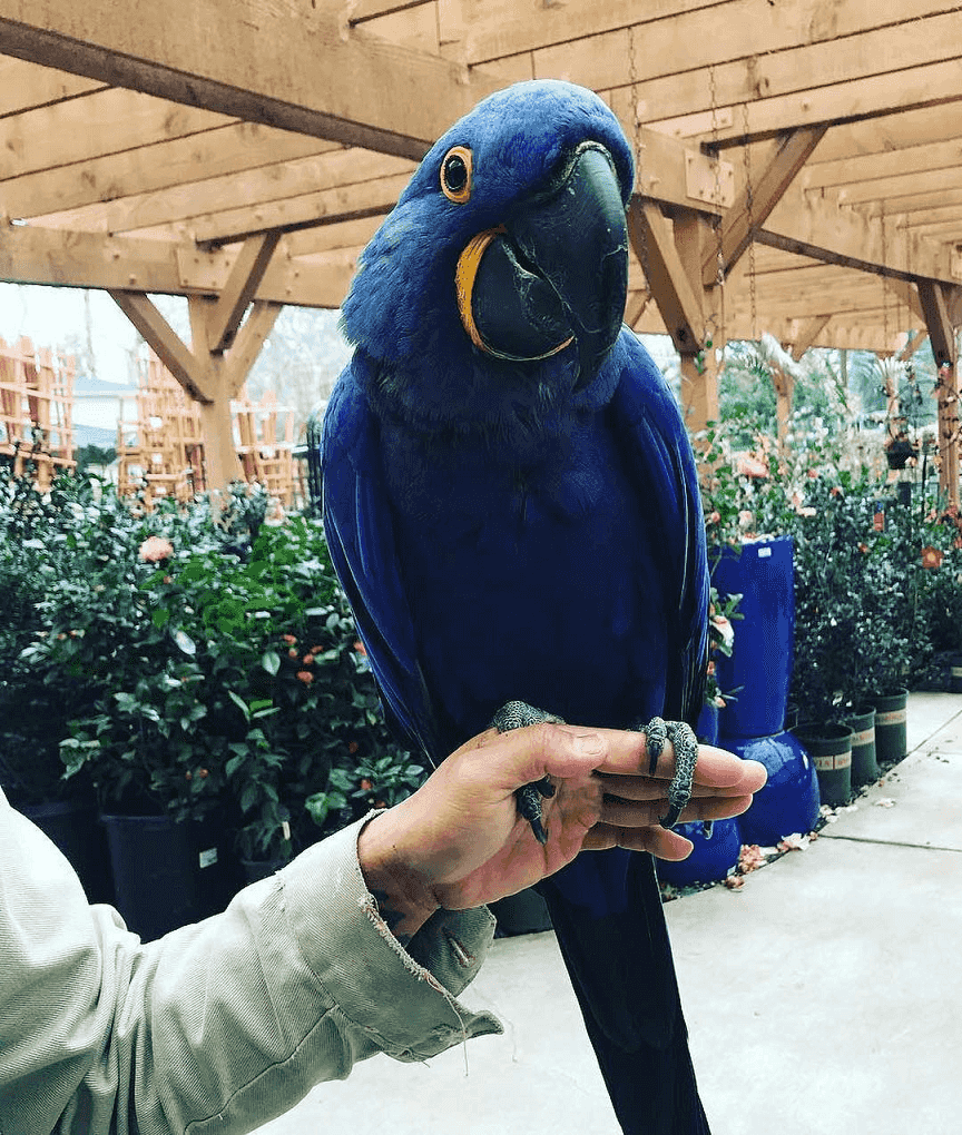 Hyacinth Macaw Parrots for sale