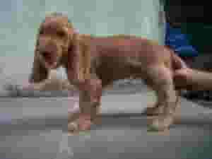 English Cocker Spaniel Puppies For Sale
