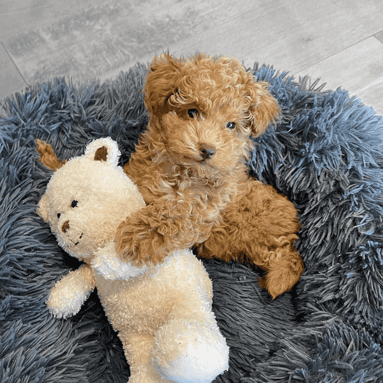 Toy Poodle puppies for sale