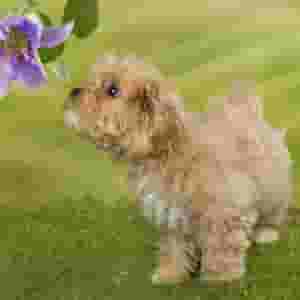 Maltipoo Puppies