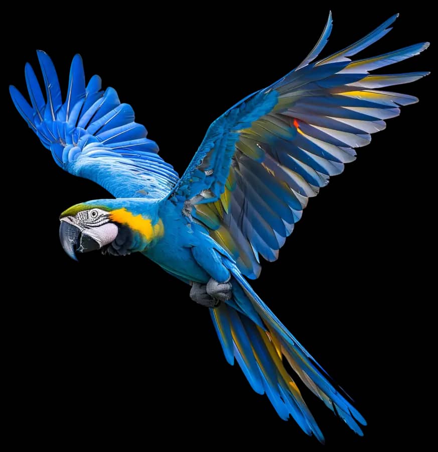 Birds