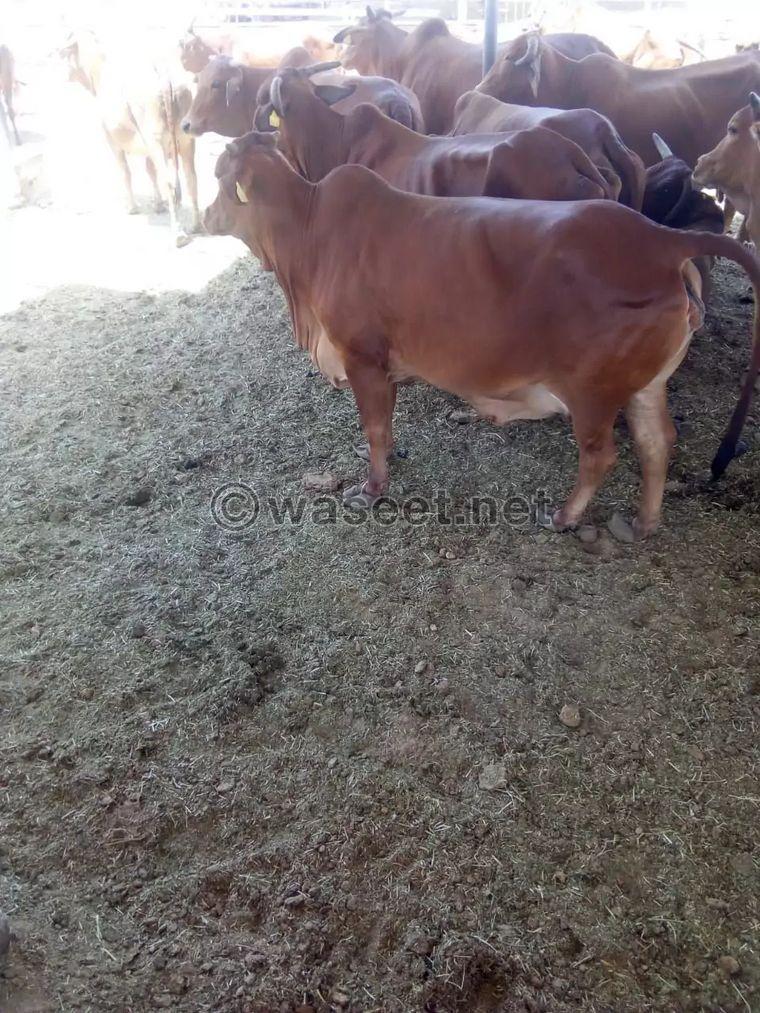 Cows for sale 0