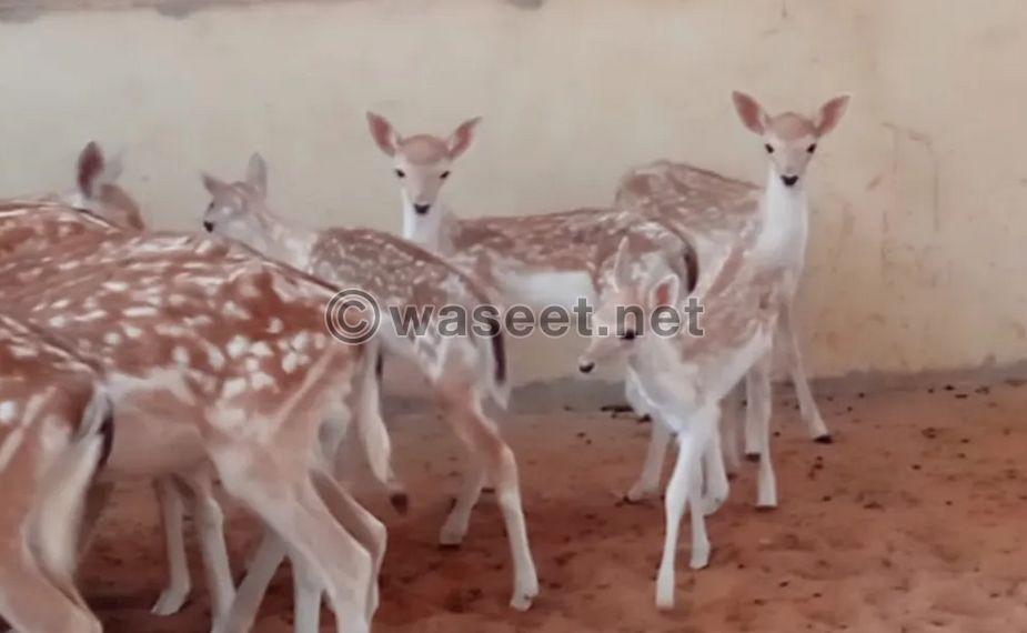 Deer and female for sale 0