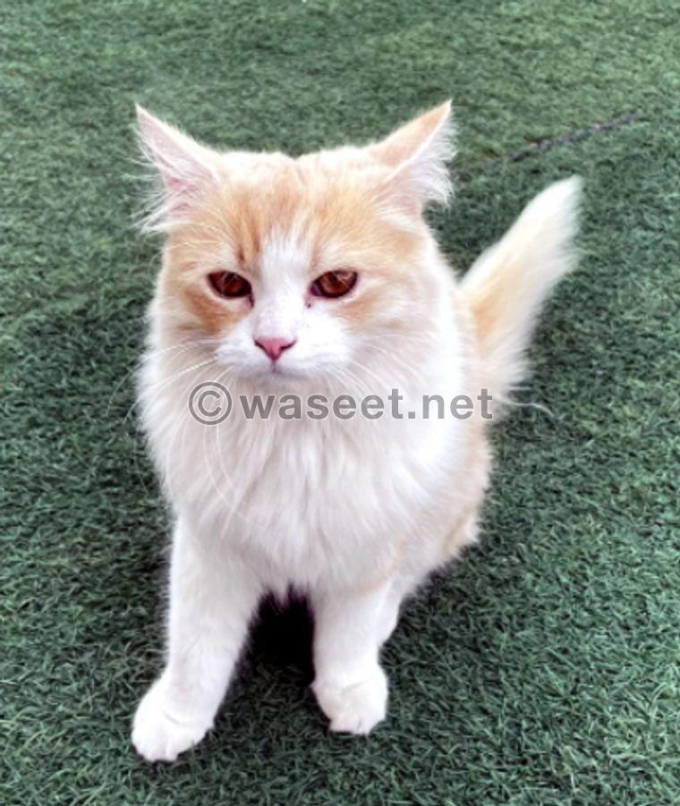 Persian male cat for adoption 1