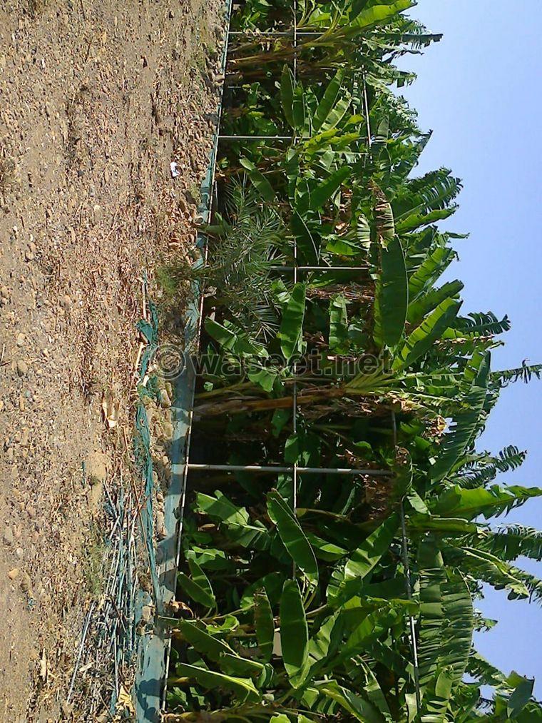 For sale a large farm in the area of Al Rahiib 5