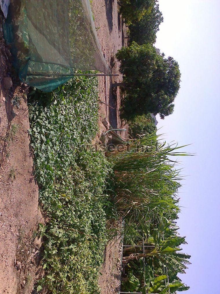 For sale a large farm in the area of Al Rahiib 8